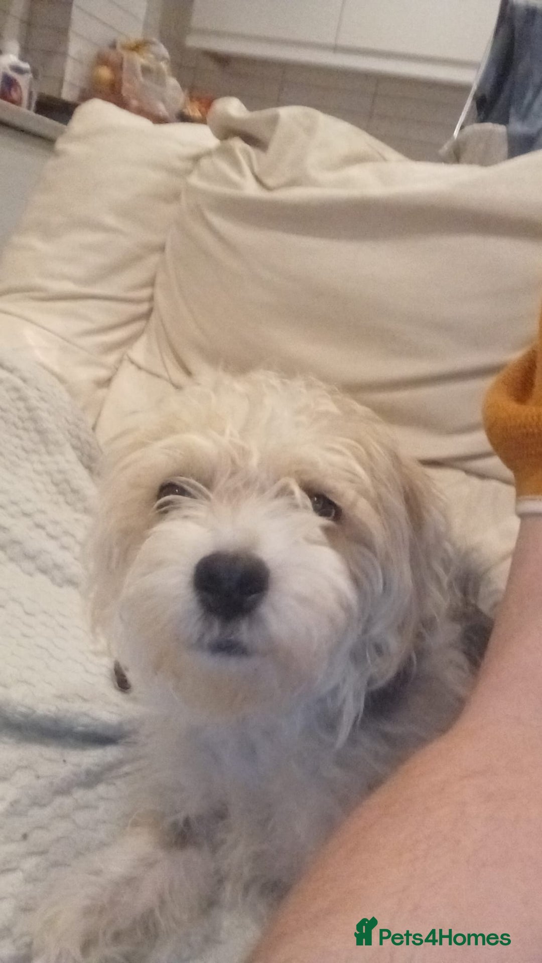 Mixed Breed dogs for sale: Bonnie - Image 2