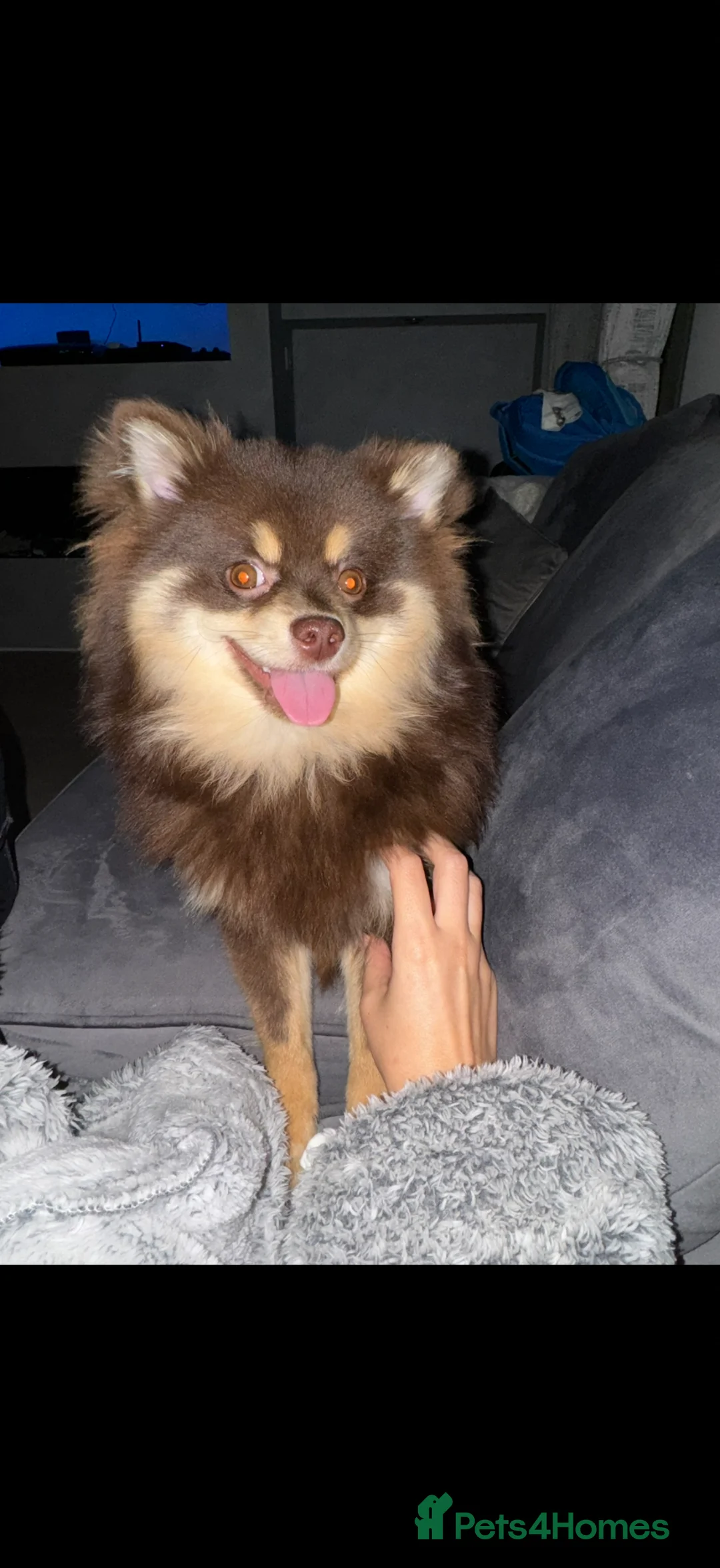 Pomsky dogs for sale: Chocolate and tan Pomsky  in Swansea - Advert 1