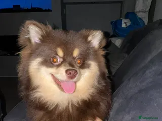 Pomsky dogs Chocolate and tan Pomsky - Advert 8