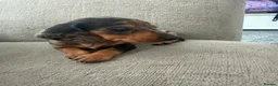 Miniature Dachshund dogs for sale: Stunning Miniature Dachshunds  - Advert 14