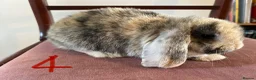 Mini Lop rabbits for sale: Beautiful Mini Lop Babies in Loughborough - Advert 33
