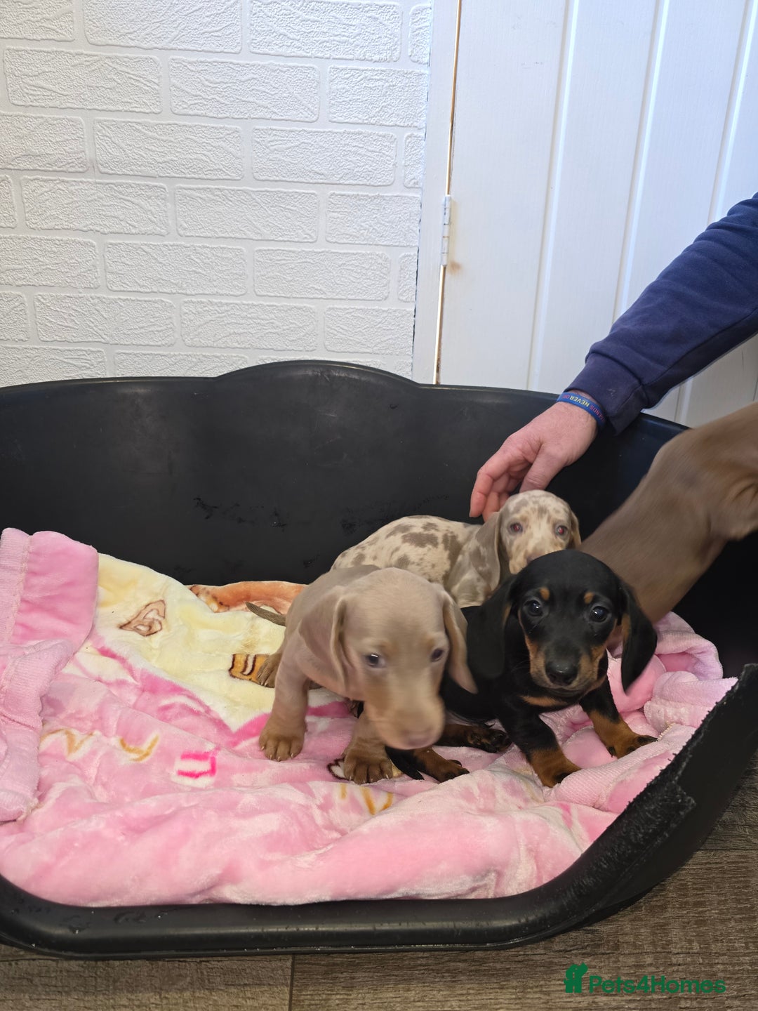 Dachshund dogs for sale: 4 beautiful dachshund boy puppies  - Advert 14