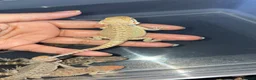 Bearded Dragon reptiles for sale: Clutch of leather backbearded dragon babies in Nottingham - Advert 3