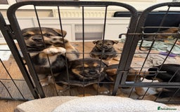 Mixed Breed dogs for sale: HuskyGerman/Rotweiler mixed breed puppies for sale - Advert 7