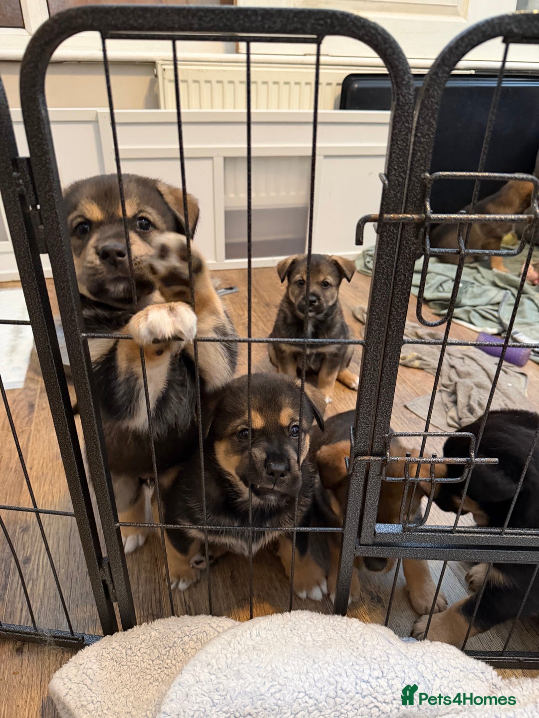 Mixed Breed dogs for sale: HuskyGerman/Rotweiler mixed breed puppies for sale - Advert 7