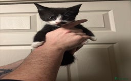 American Shorthair cats for sale: 5 black and white kittens for forever home - Image 5