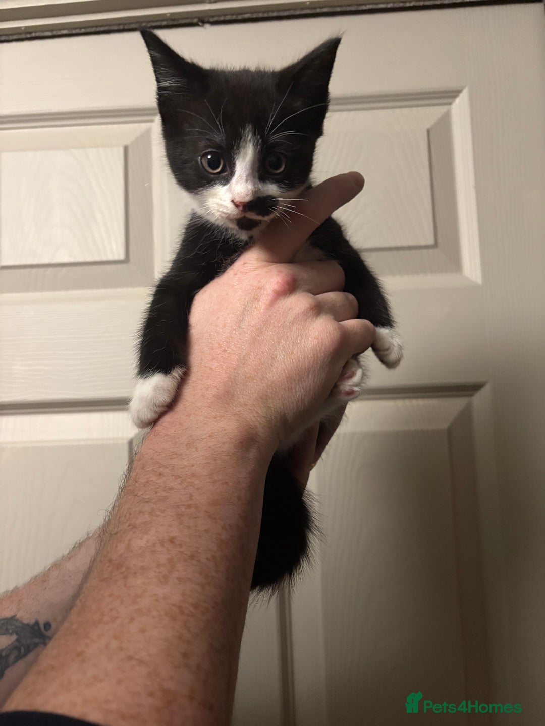 American Shorthair cats for sale: 5 black and white kittens for forever home - Image 5