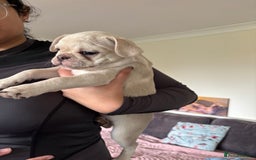 Frug dogs for sale: Truly Outstanding Fruggie Girls - Image 3