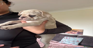 Frug dogs - Advert 4