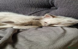 Ragdoll cats for sale: Gorgeous Ragdoll Kittens  - Image 6