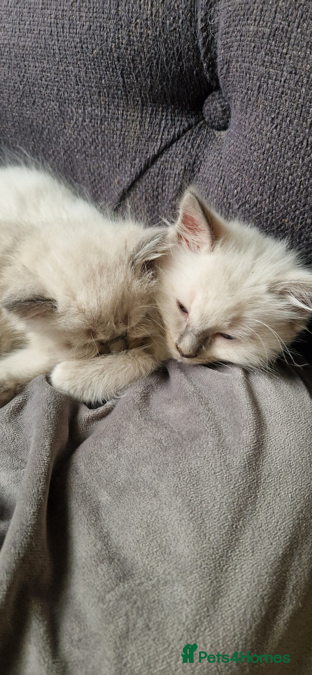 Ragdoll cats for sale: Gorgeous Ragdoll Kittens  - Image 6