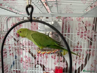 Ringnecks birds Indian ringneck - Advert 5