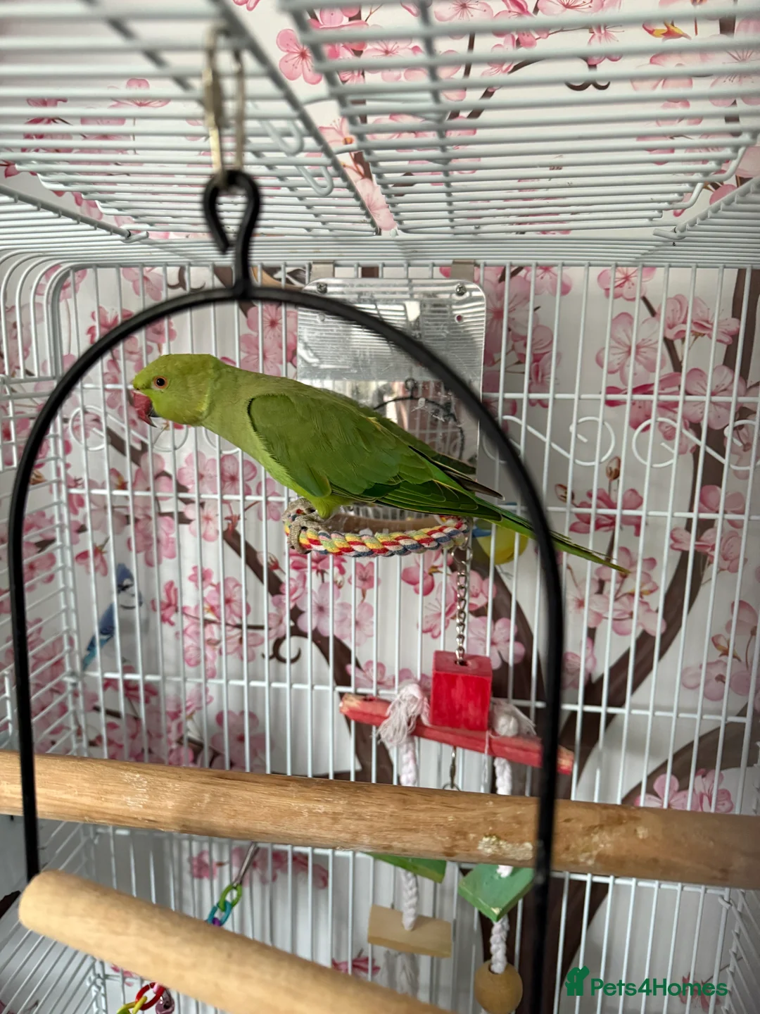 Ringnecks birds for sale: Indian ringneck - Advert 1