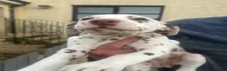 Dalmatian dogs for sale: Gorgeous Dalmatian Puppies - Advert 5
