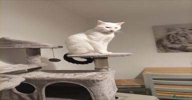 Mixed Breed cats - Advert 1