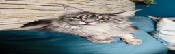 Maine Coon cats for sale: Florence  - Advert 1