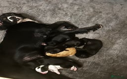 Cocker Spaniel dogs for sale: KC registered working cocker spaniels  - Image 8