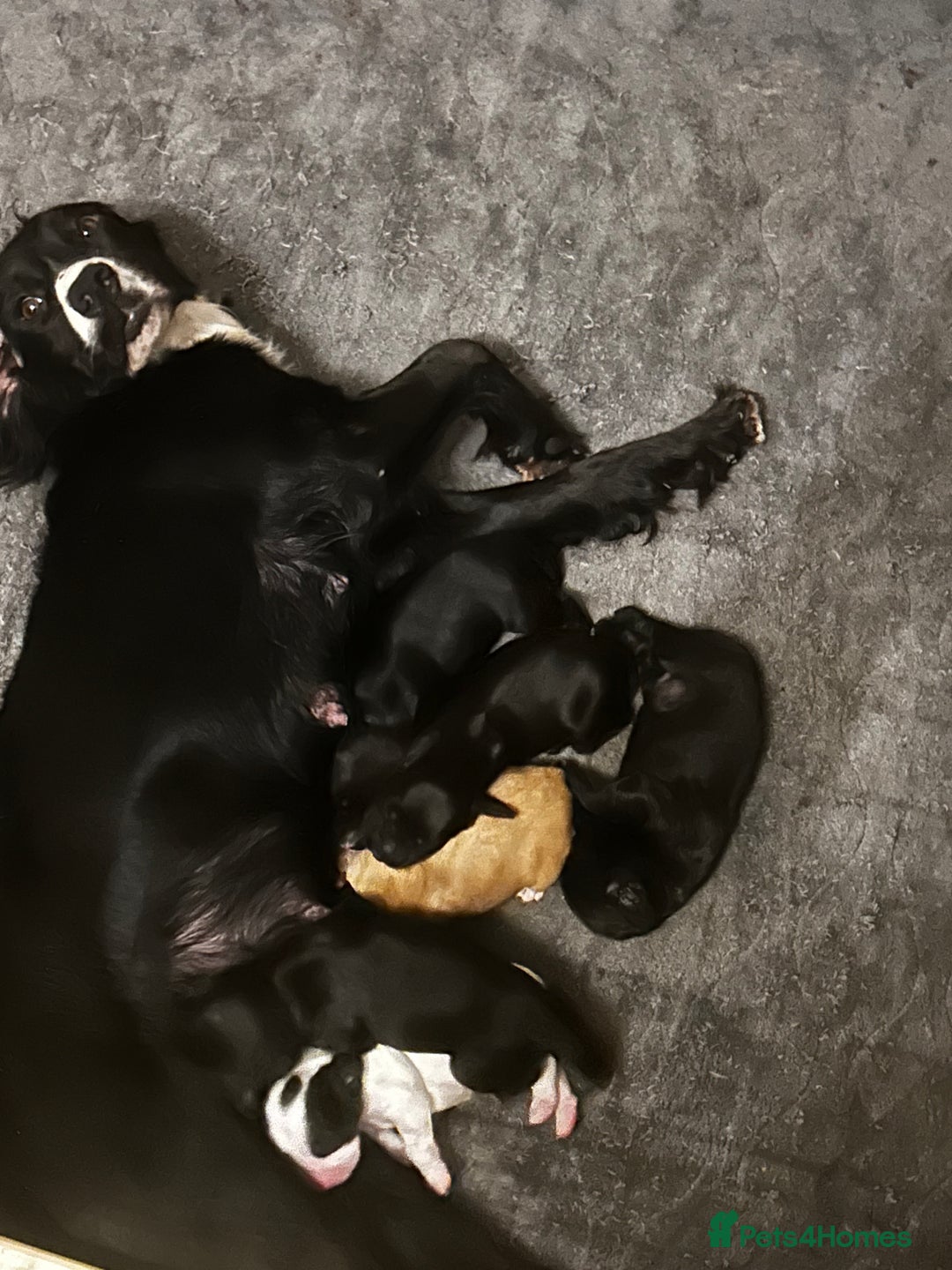 Cocker Spaniel dogs for sale: KC registered working cocker spaniels  - Image 8