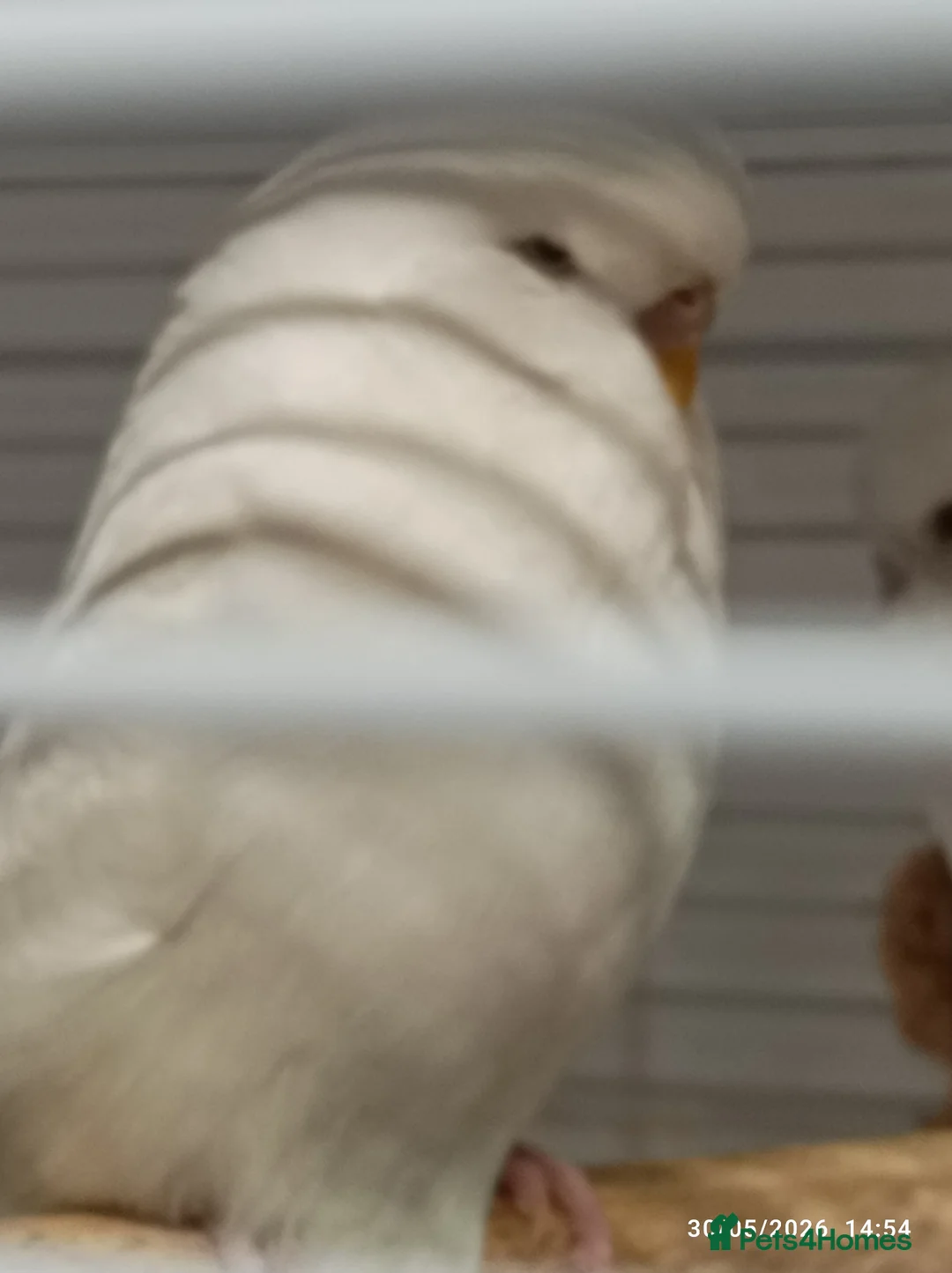 Budgerigars birds for sale: Albino Large Size Boy red/black eyes - Advert 2