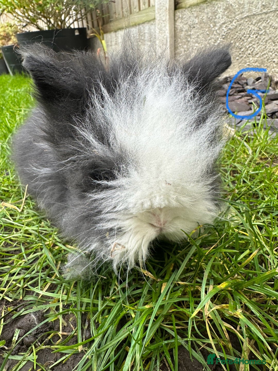 Lionhead rabbits for sale: Lionhead Rabbits For Sale  - Advert 2