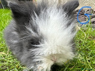 Lionhead rabbits Lionhead Rabbits For Sale - Advert 3