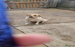 Labrador Retriever dogs for sale: We have two, Labrador pups  - Image 15
