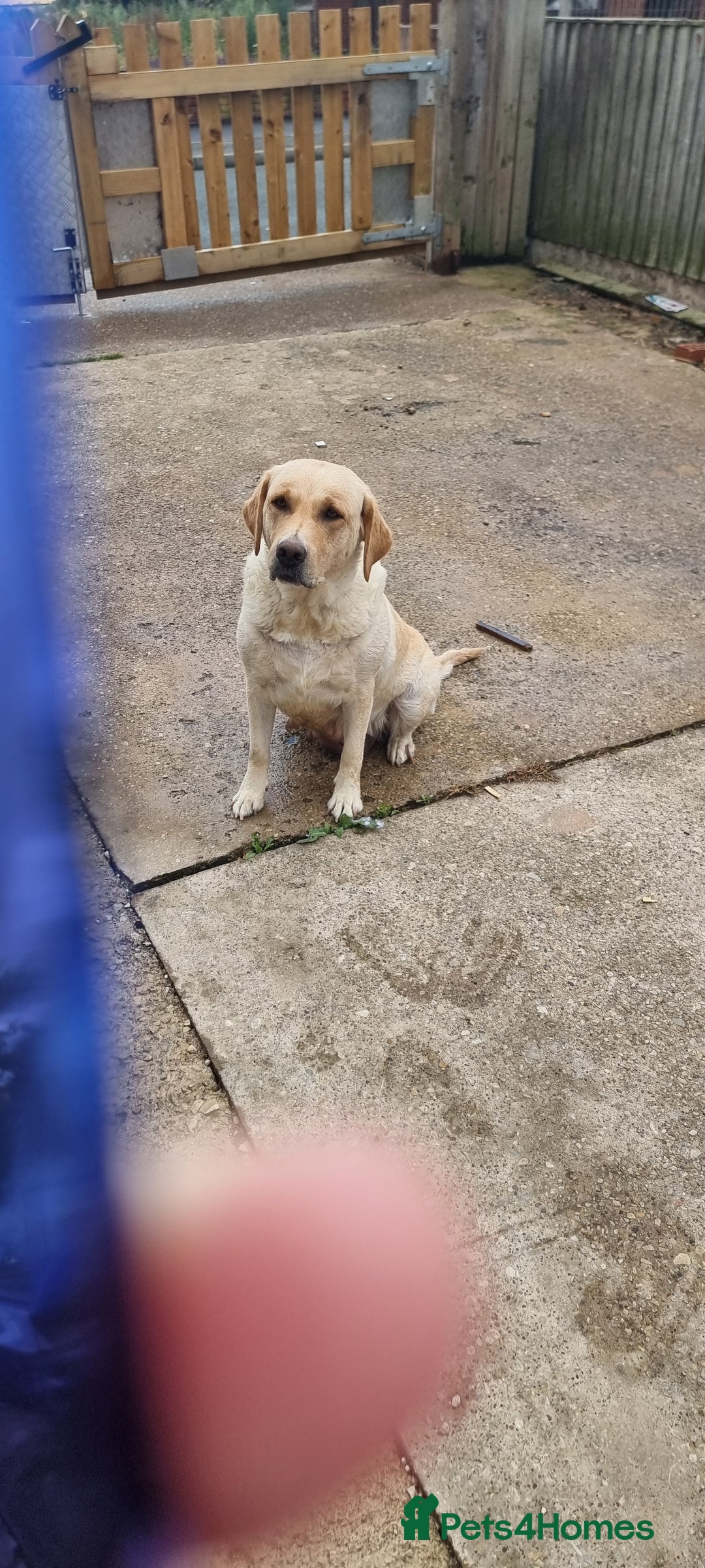Labrador Retriever dogs for sale: We have two, Labrador pups  - Image 15