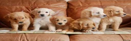 Golden Retriever dogs for sale: Quality Health Tested Golden Retriever Puppies - Advert 5