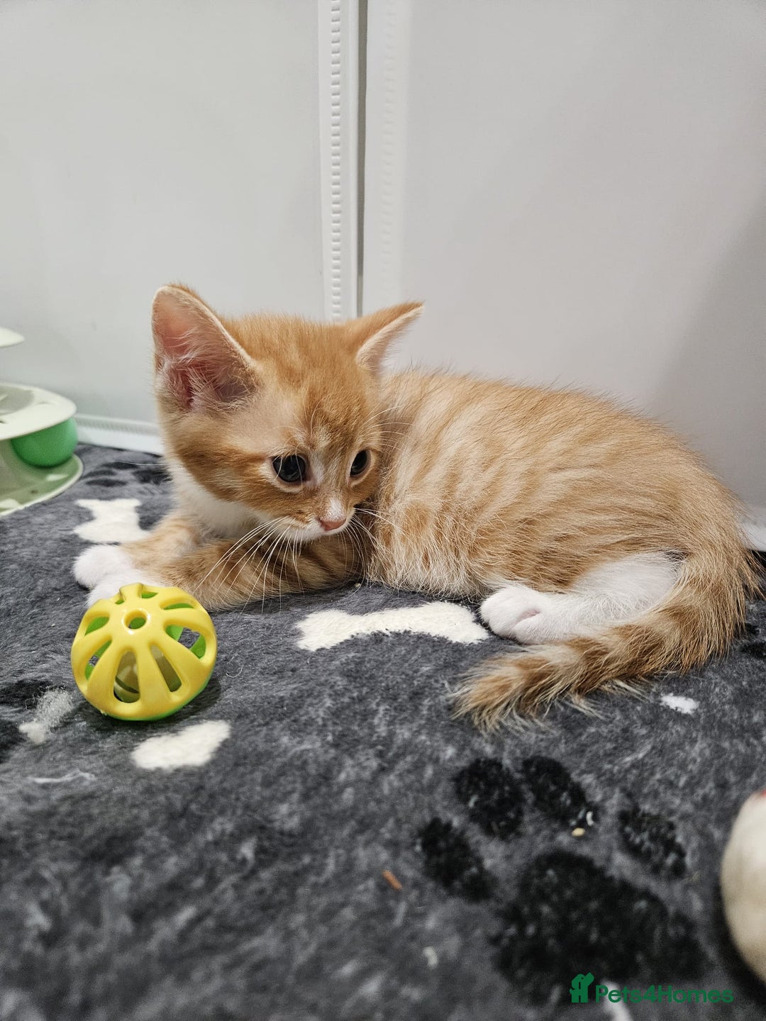 Mixed Breed cats for sale: Lovely kittens for sale  - Image 15