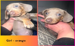 Miniature Dachshund dogs for sale: Isabella & Tan Mini Dachshund puppies 🤎 - Advert 15