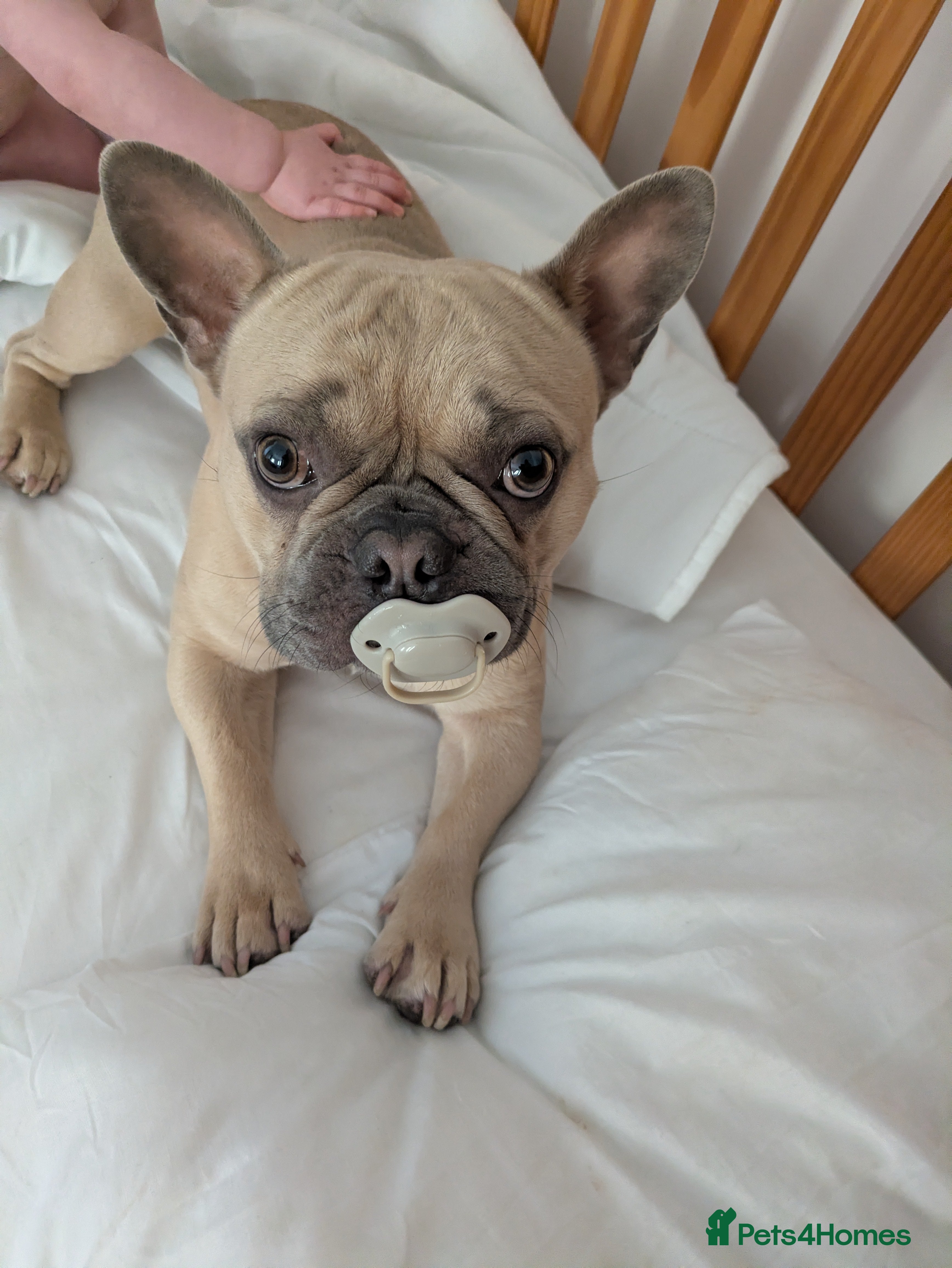French Bulldog dogs 2 year old Frenchie Milo  - Advert 5