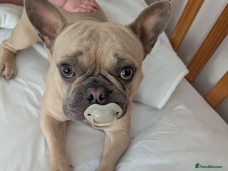 French Bulldog dogs 2 year old Frenchie Milo - Advert 1