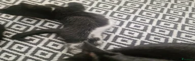 Kitten 3
