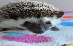 Pygmy Hedgehog rodents for sale: Pygmy hedgehog  - Image 3