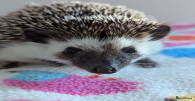 Pygmy Hedgehog rodents - Advert 1