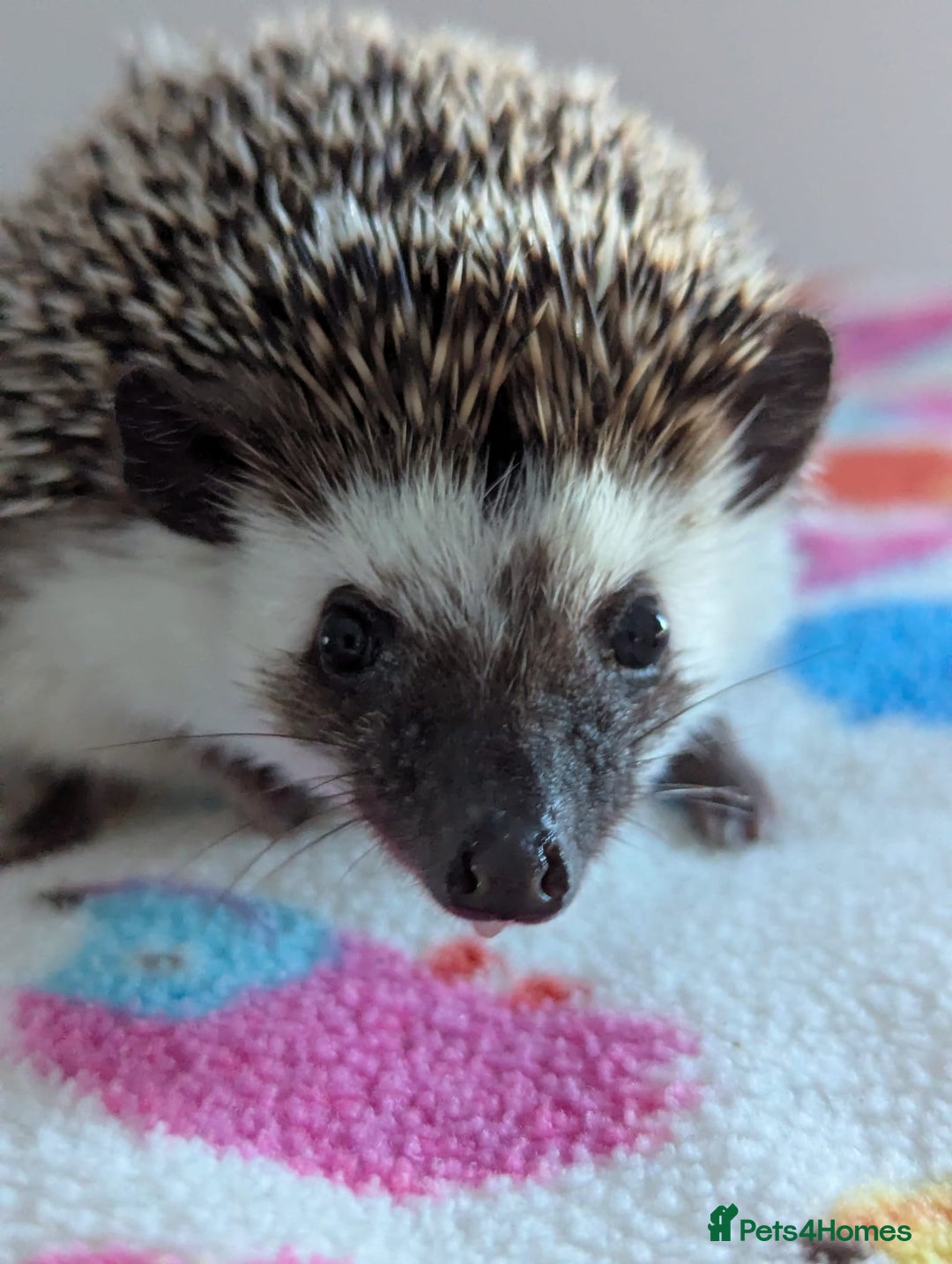 Pygmy Hedgehog rodents for sale: Pygmy hedgehog  - Image 3