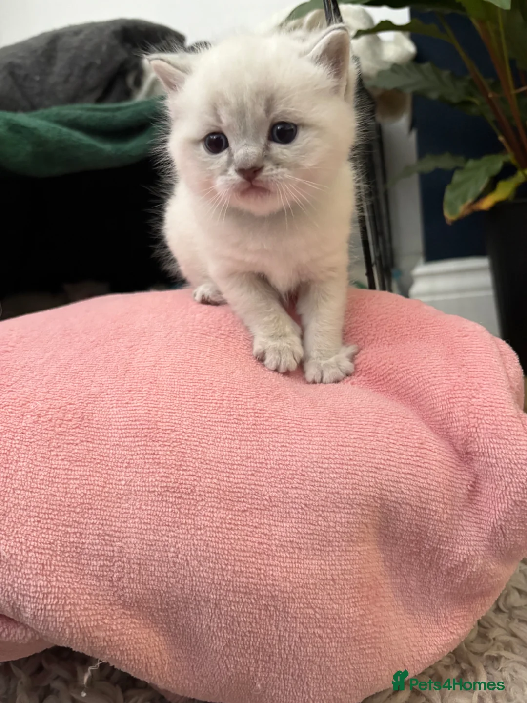 Ragdoll cats for sale: 🐾 Adorable Male Ragdoll kitten for sale  - Advert 1