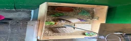 Tortoise reptiles for sale: Gorgeous 1 Year Old Sulcata Tortoise  in Sandy - Advert 7