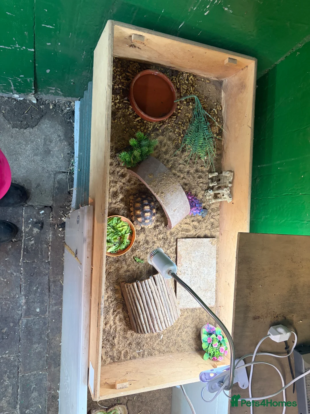 Tortoise reptiles for sale: Gorgeous 1 Year Old Sulcata Tortoise  in Sandy - Advert 7