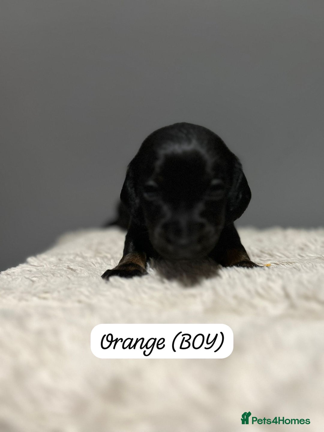 Miniature Dachshund dogs for sale: Miniature dachshund  - Advert 18