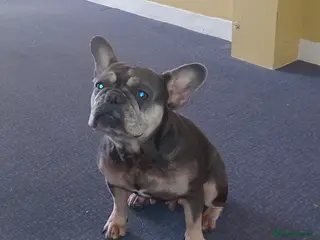 French Bulldog dogs Frenchbulldog female kc registered - Advert 1