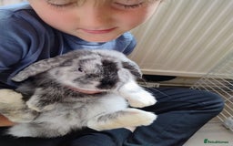 Mini Lop rabbits for sale: Beautiful boy bunny  - Image 3