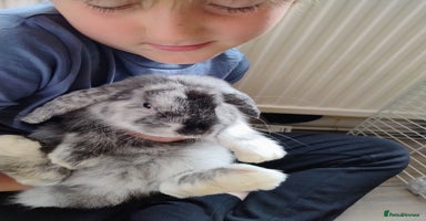Mini Lop rabbits - Advert 2