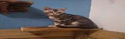 Bengal cats for sale: Stunning and sweet  bengal kittens - Advert 14