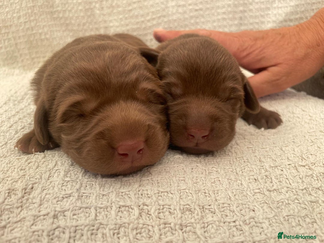 Labrador Retriever dogs for sale: 1 stunning boy left  - Image 10