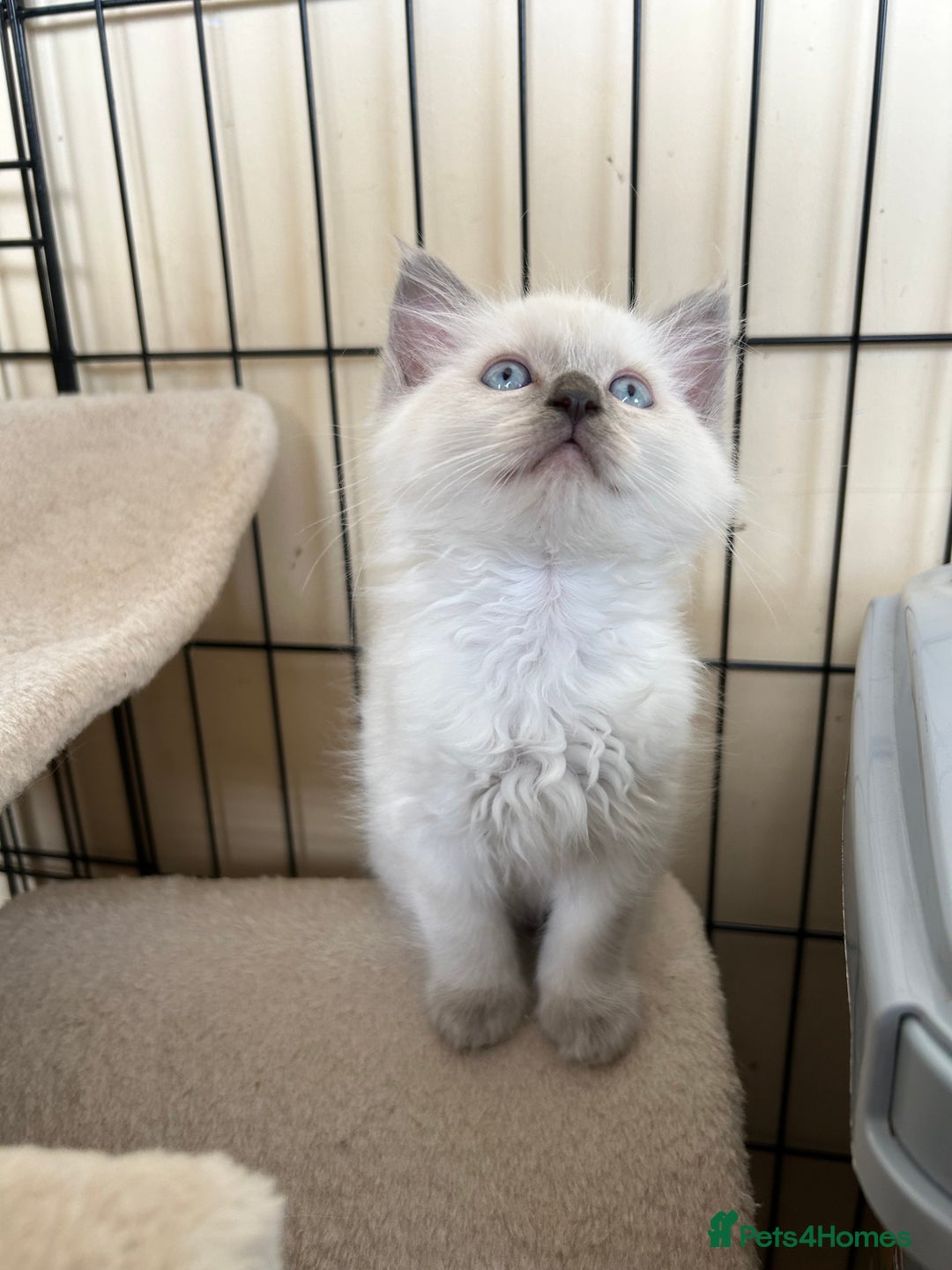 Ragdoll cats for sale: Ragdoll kittens - Image 9