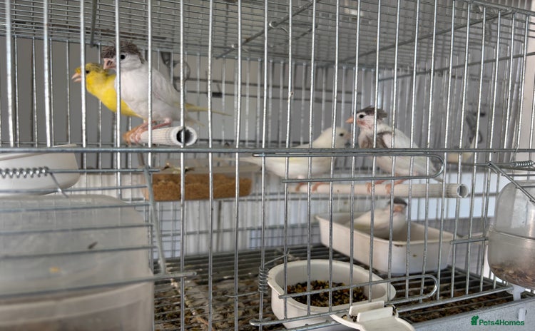 Canaries birds - Advert 15