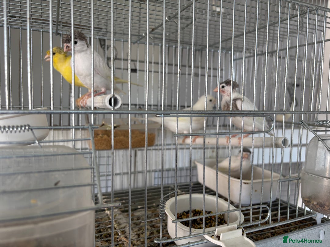 Canaries birds for sale: Canary - Image 1