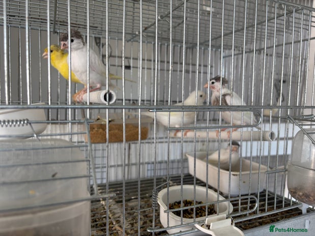 Canaries birds - Advert 13