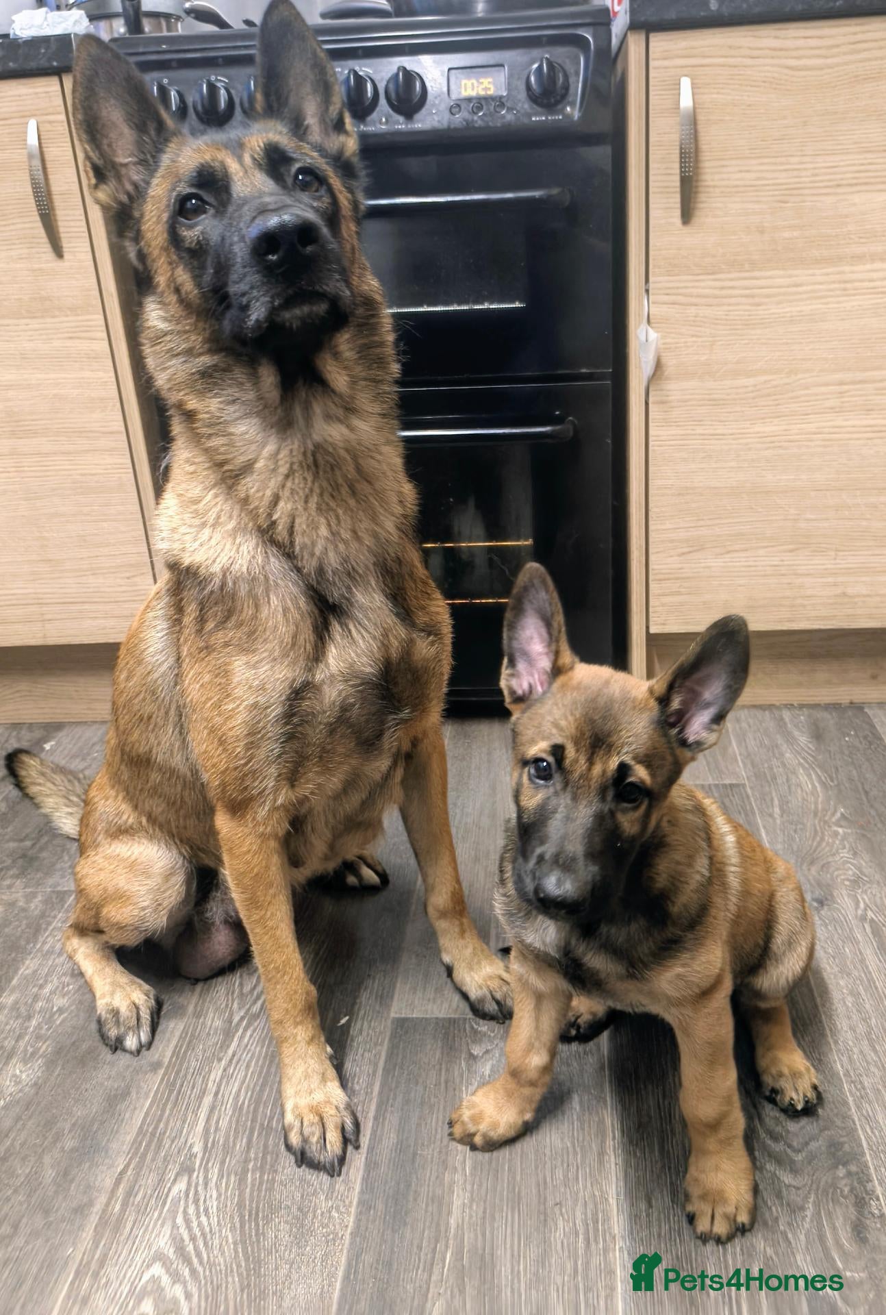 Belgian Shepherd Dog dogs “Belgian Shepherd /malinois Puppy–family Raised  - Advert 2
